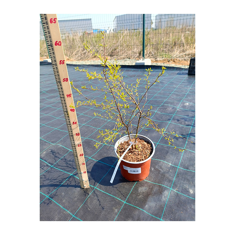 Береза повислая Караса С3 1шт/Betula pendula Karaca