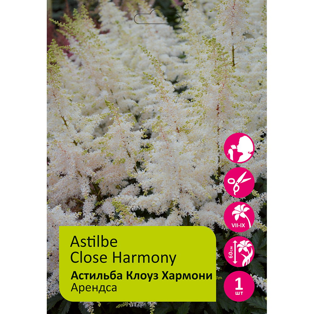 Астильба Клоуз Хармони 1шт 2/3 / Astilbe Close Harmony