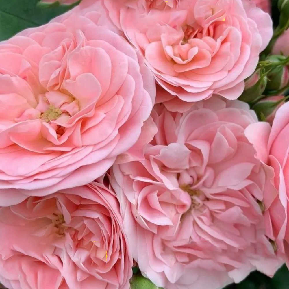 Роза Байландо флорибунда 1шт /12