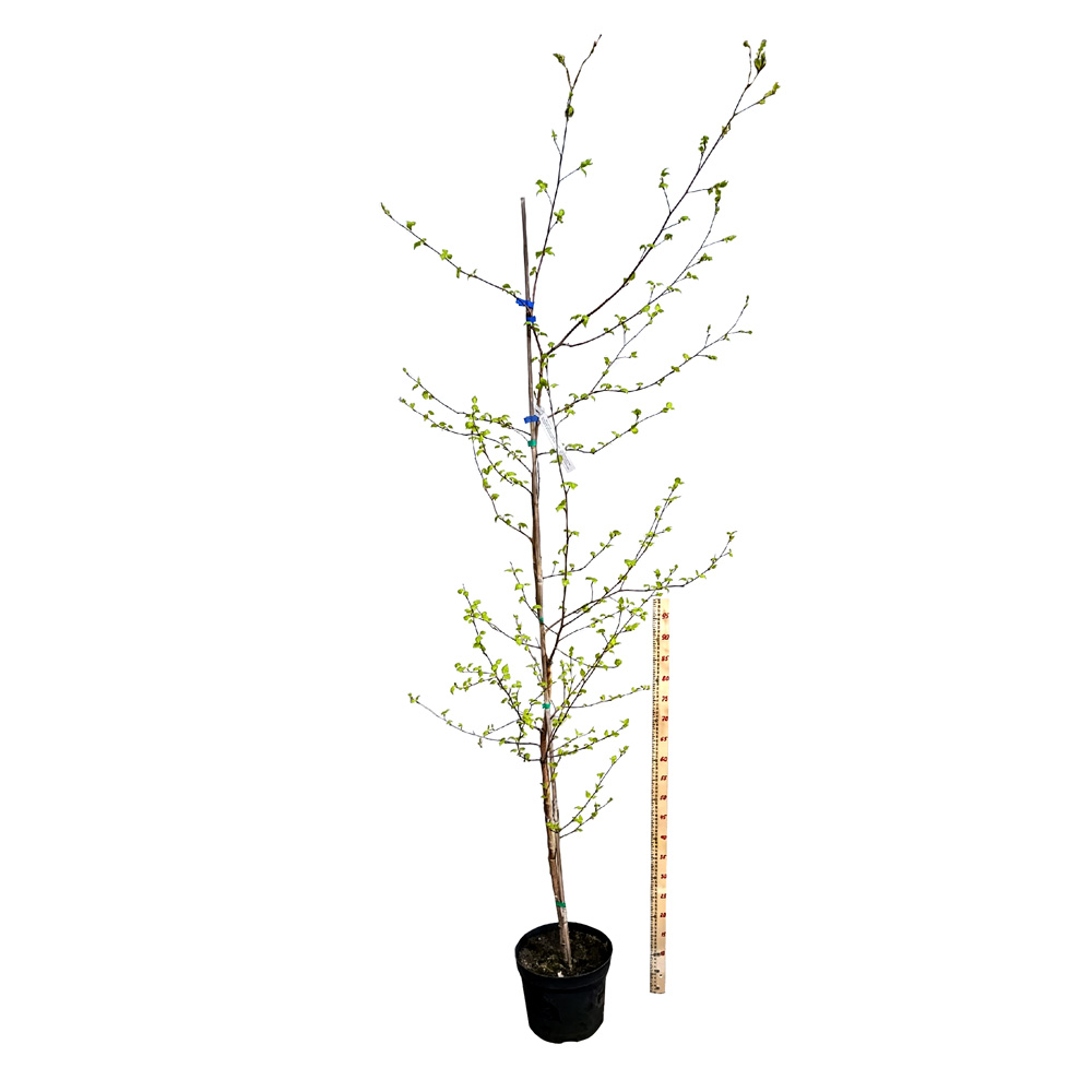 Береза плакучая С5 (200-210) 1шт/ Betula verrucosa