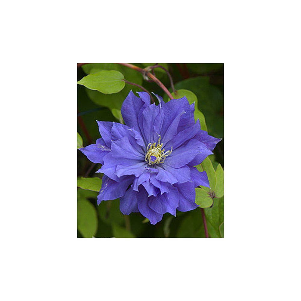 Клематис Коперникус гр. обр.2 P9 1шт /Clematis Copernicus