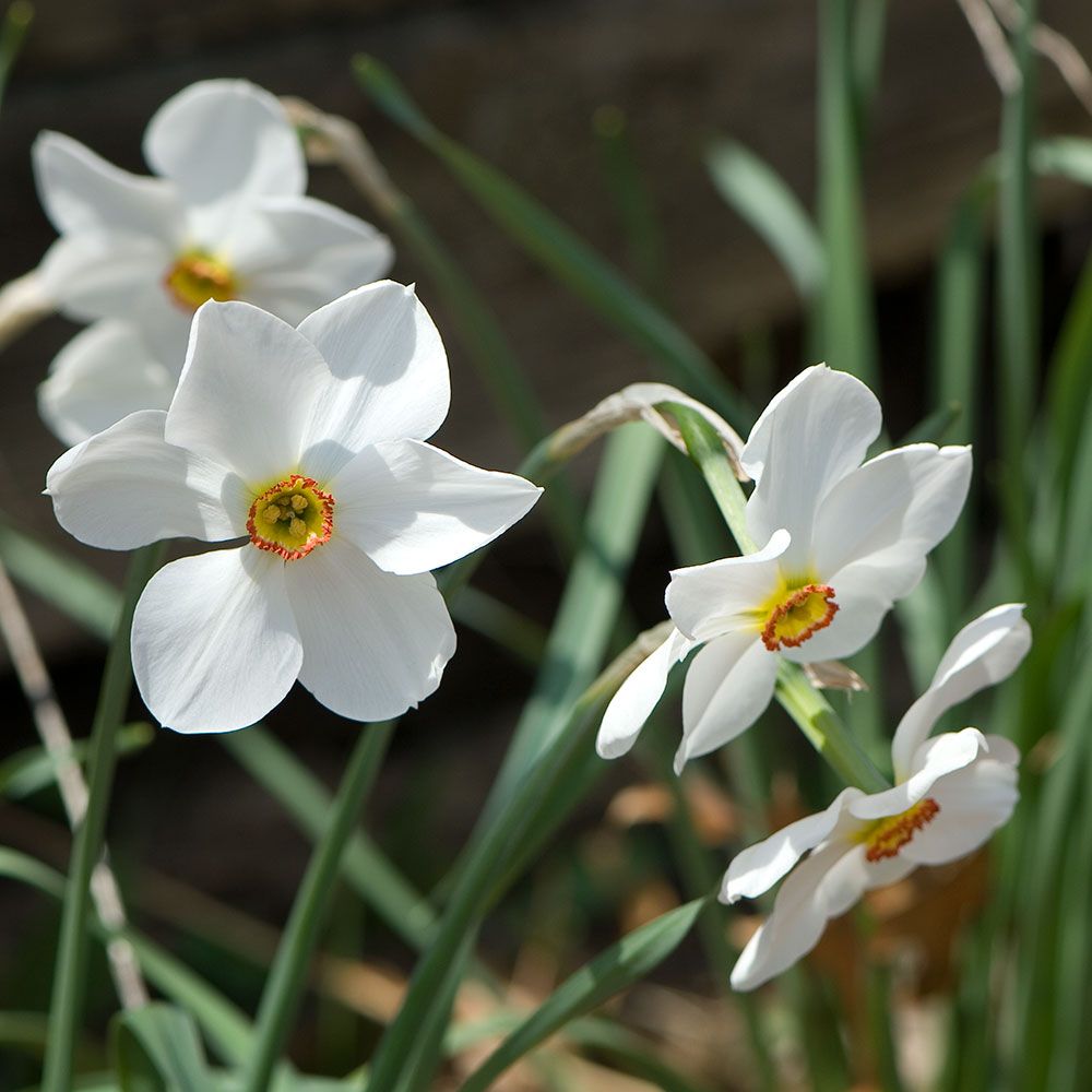 Нарциссы Актея мелкокорончатый 5шт 12/14 / Narcissus Actaea