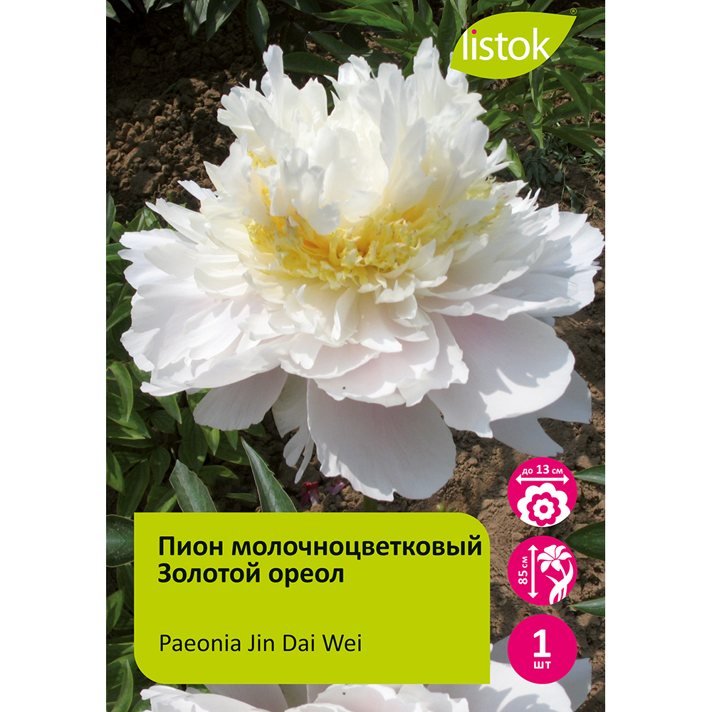 Пион молочноцветковый Золотой ореол 1шт/Paeonia Jin Dai Wei (Цзынь Дай Вэй)