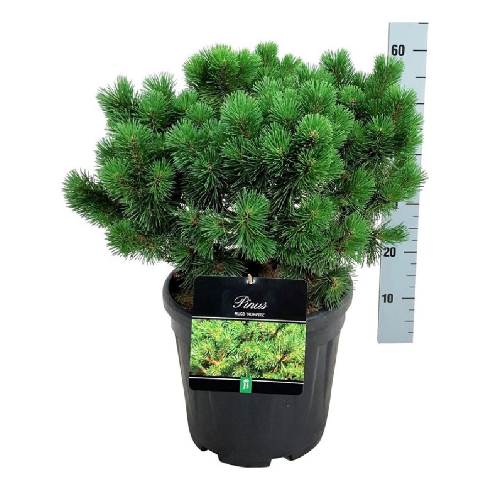 Сосна горная Мумпиц С15 (высота 40-50см) 1шт/Pinus mugo Mumpitz