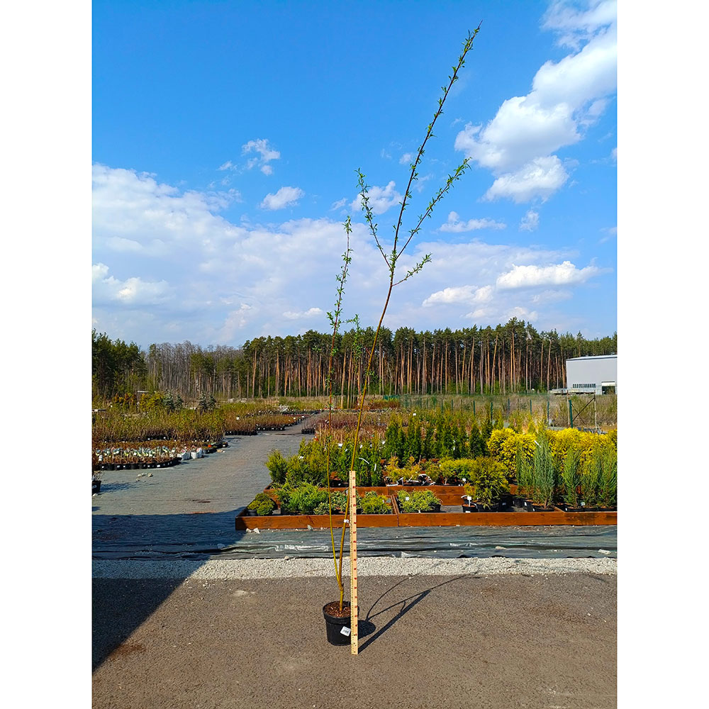 Ива Куба Дола С12 1шт/Salix Kuba Dola