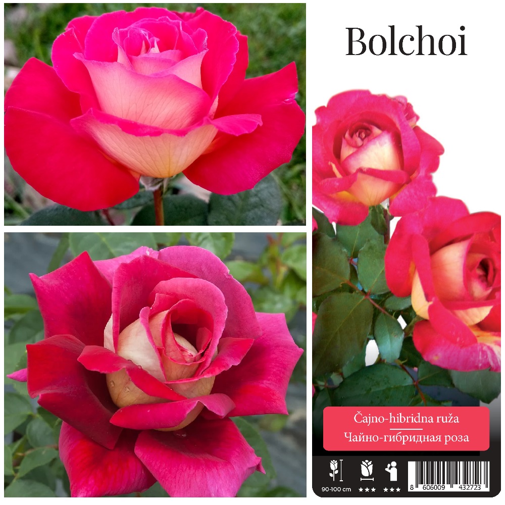 Роза Большой чайно-гибридная 1шт /Bolchoi /20