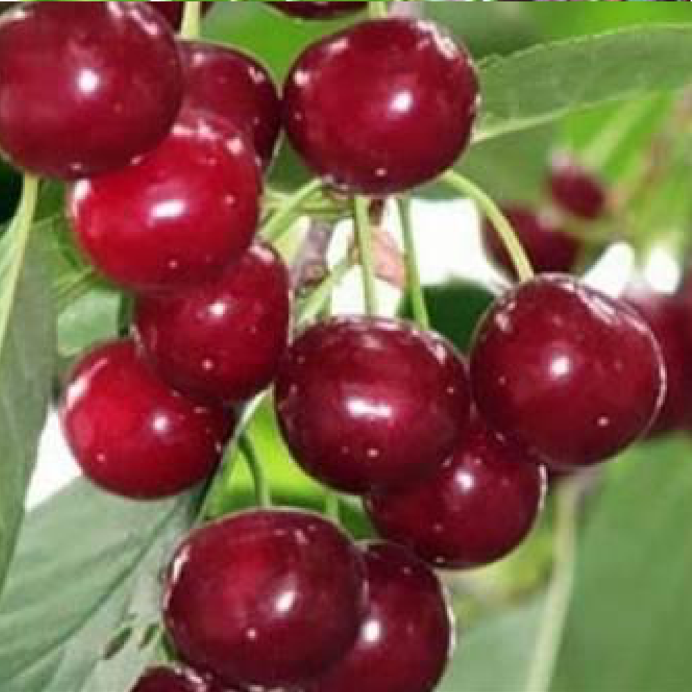 Вишня Саратовская малышка (Малышка) (дюк)  (подвой вишня Магалебская) (в сетке) 1шт