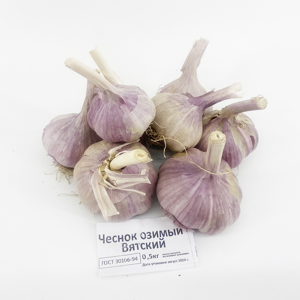 Чеснок семенной Вятский 0,5кг +/- 10%