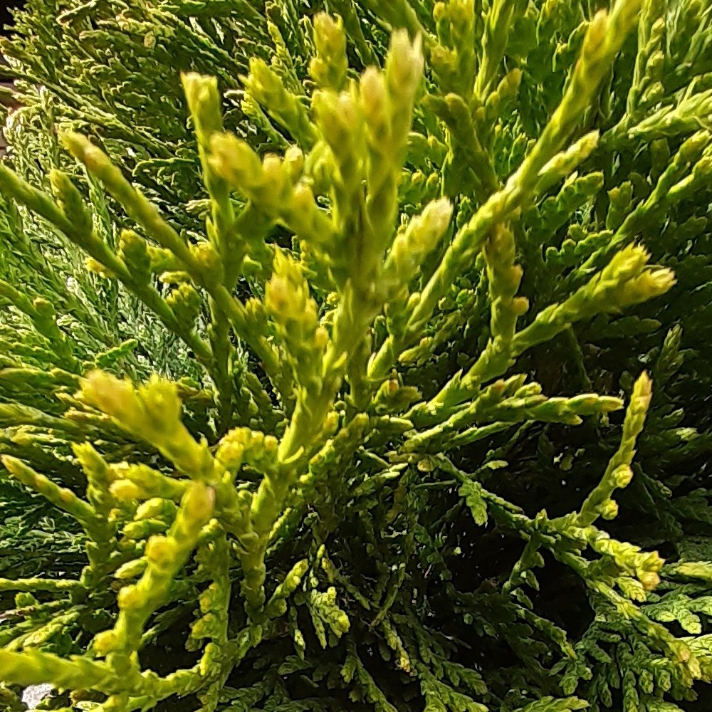 Туя западная Литтл Гиант С5 1шт /Thuja occidentalis Little Giant
