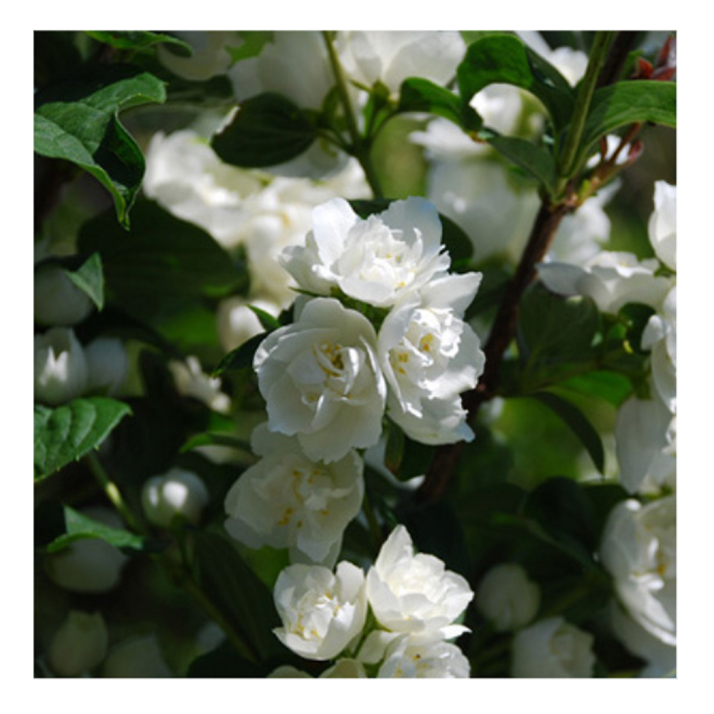 Жасмин/чубушник Алебастр садовый 1шт.