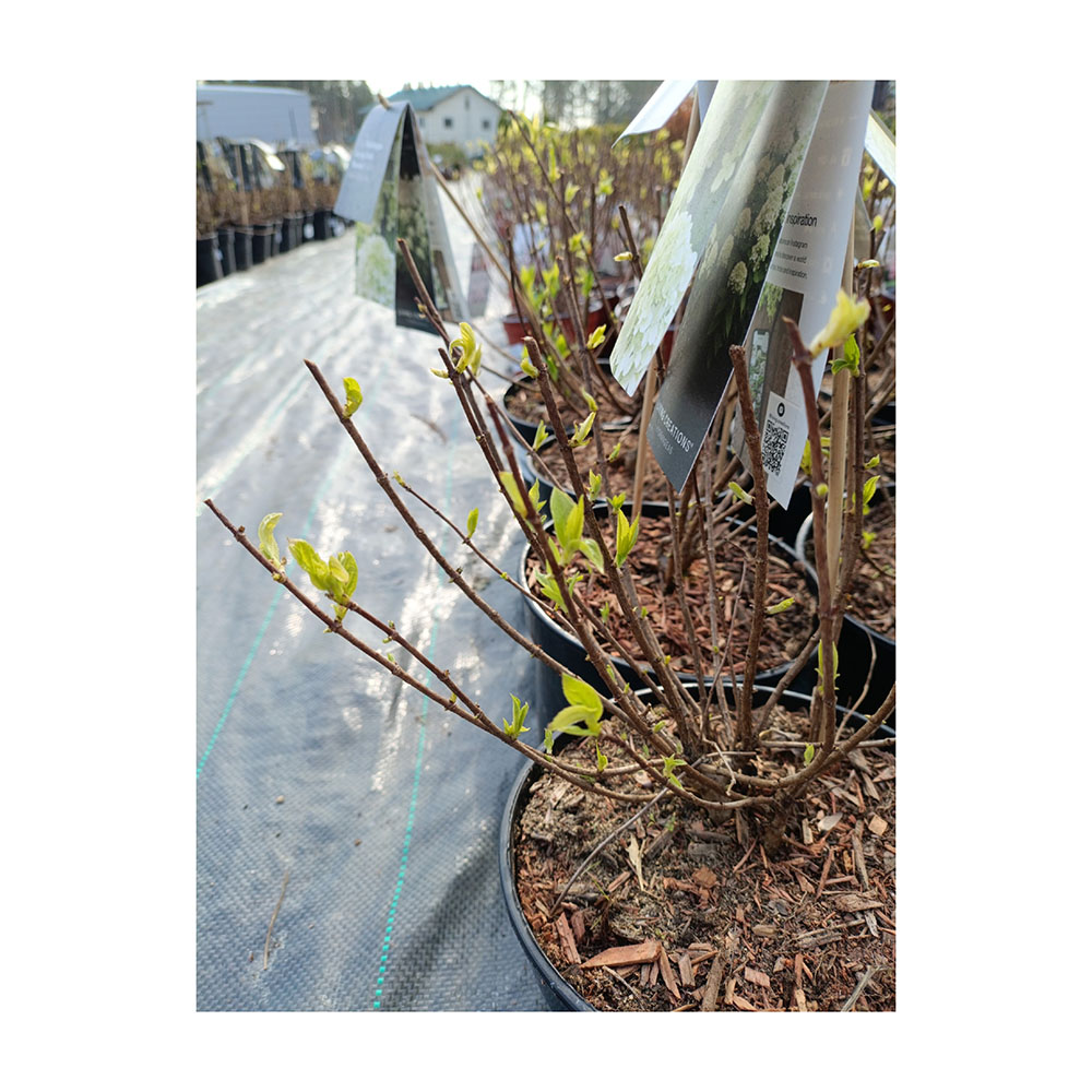 Гортензия метельчатая Ливинг Литл Пэшин С3 1шт/ Hydrangea paniculata LIVING LITTLE PASSION
