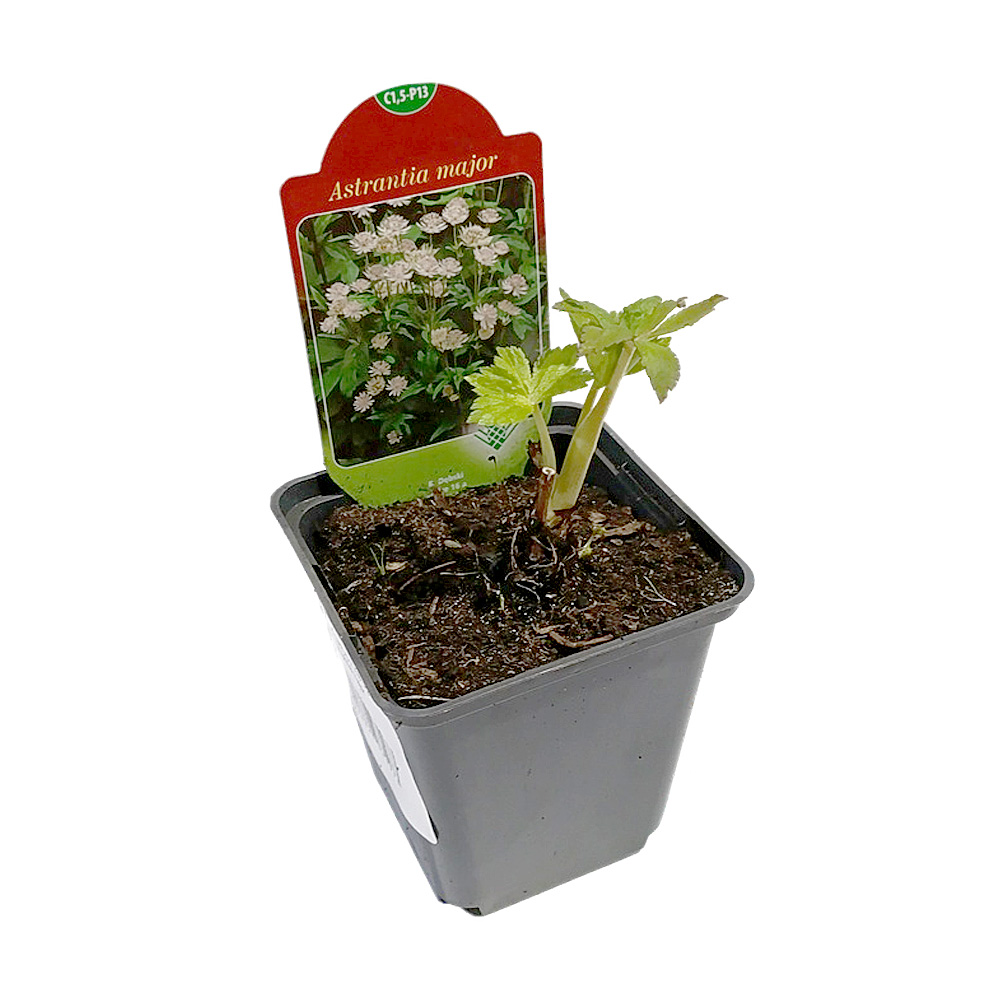 Астранция крупная Р9 1шт/Astrantia major