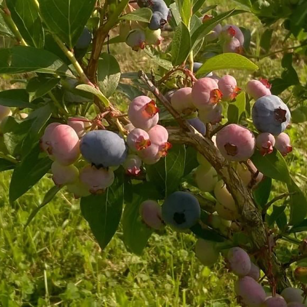 Голубика Чандлер 1 год 10-20 см 1шт