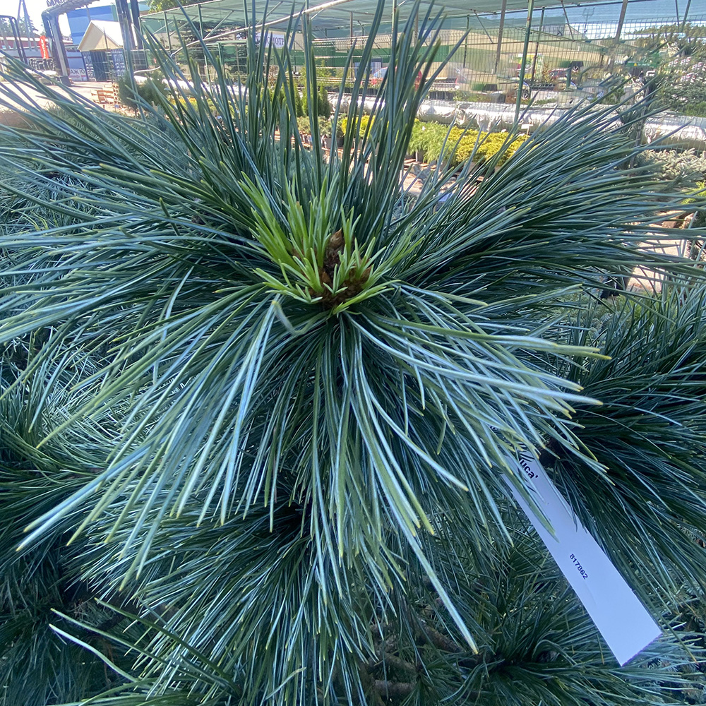 Сосна кедровая Глаука С65 (высота 80-100см) 1шт/Pinus cembra 'Glauca'