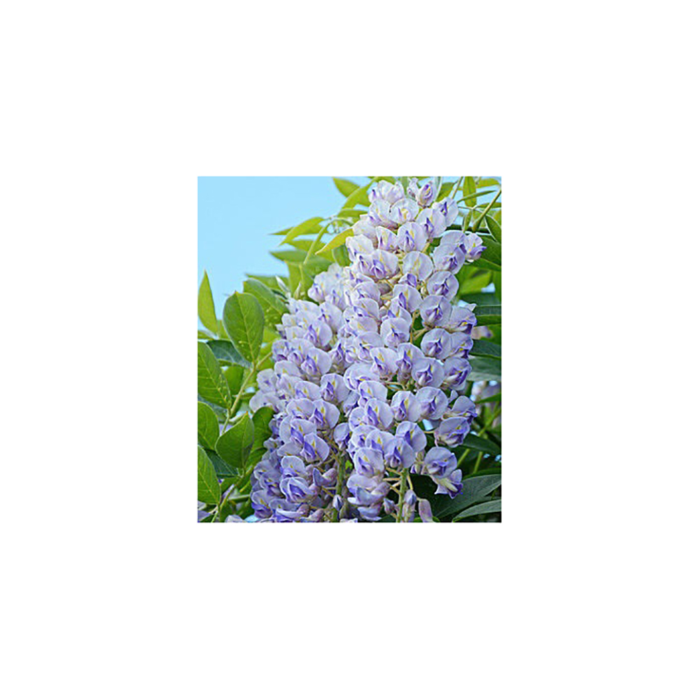 Глициния макростахия Блу Мун С2 1шт/Wisteria macrostachya Blue Moon