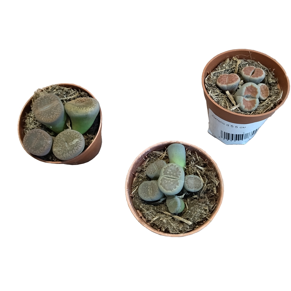 Литопс в горшке диаметром 5,5 см /1шт