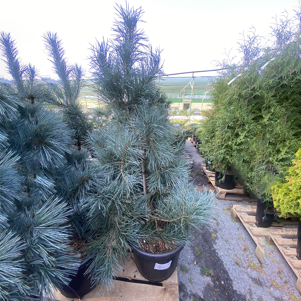 Сосна обыкновенная Норске Тур С30 (высота 125-150см) 1шт/Pinus sylvestris Norske Typ