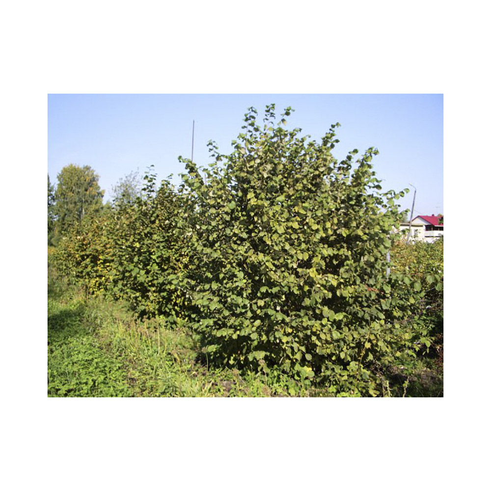 Лещина обыкновенная Вариегата С5 1шт/Corylus avellana Variegata