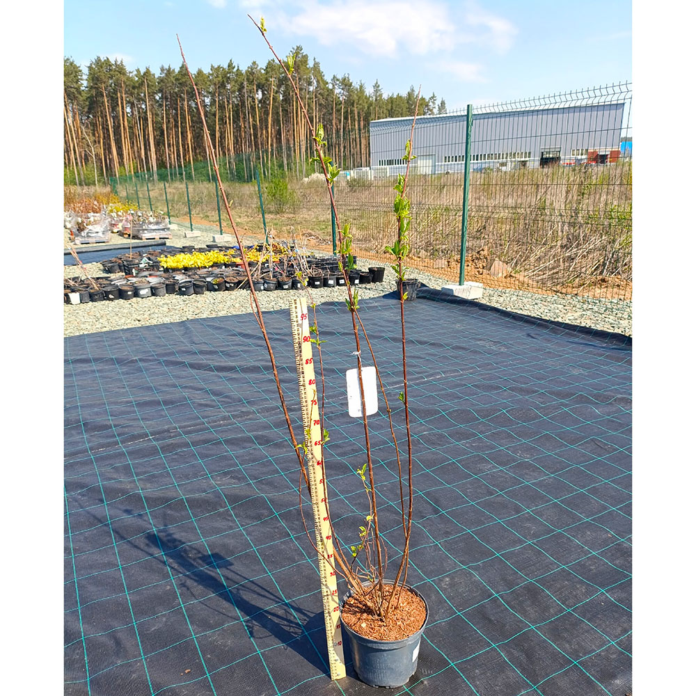 Дейция городчатая Прайд оф Рочестер С5 1шт/Deutzia crenata Pride of Rochester