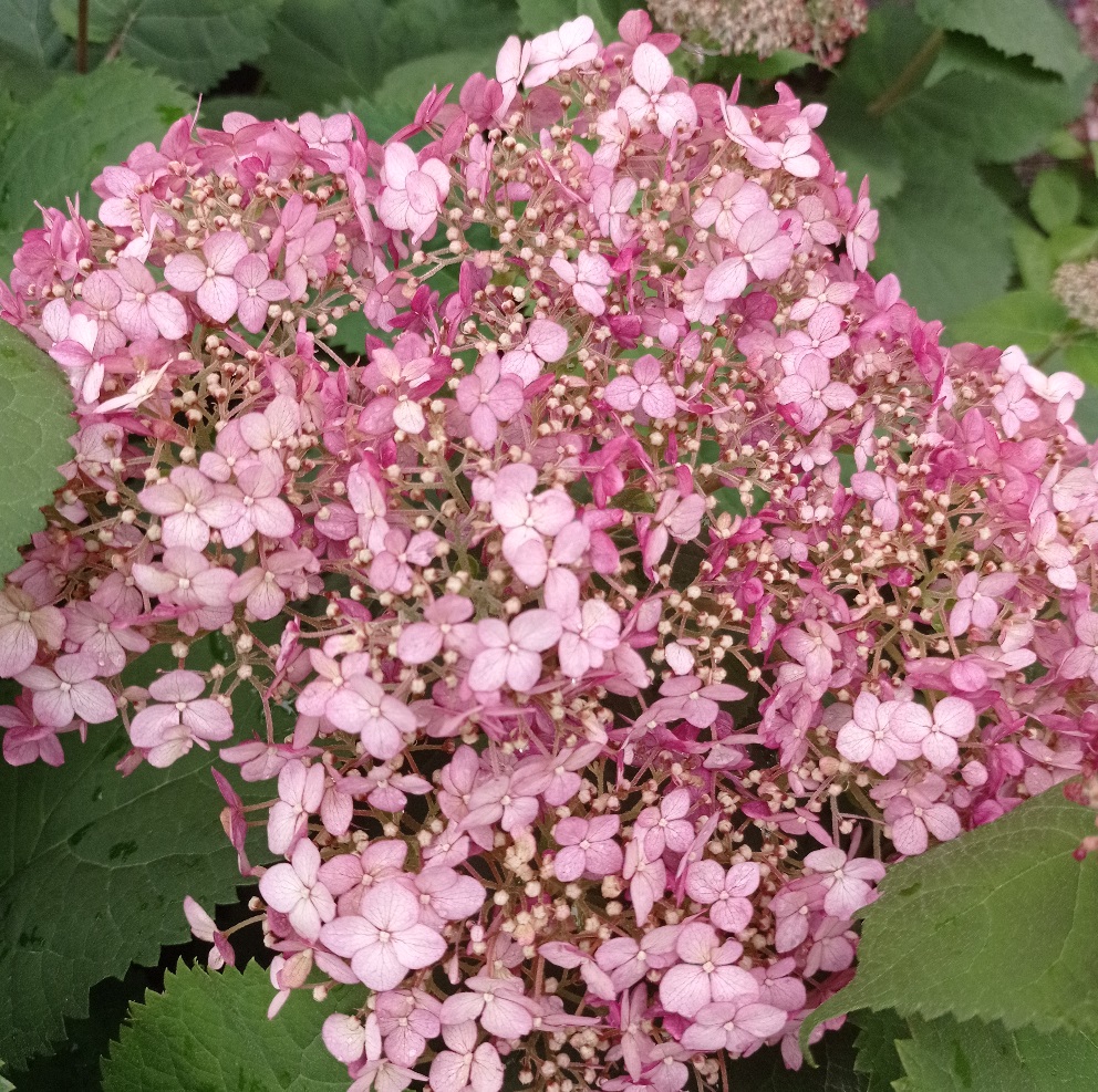 Гортензия древовидная Свит Анабель С5 H40-60 1шт/Hydrangea arborescens SWEET ANNABELLE