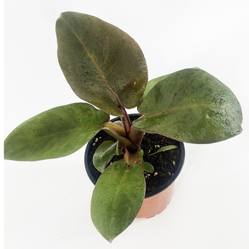 Филодендрон г.12 1шт /10