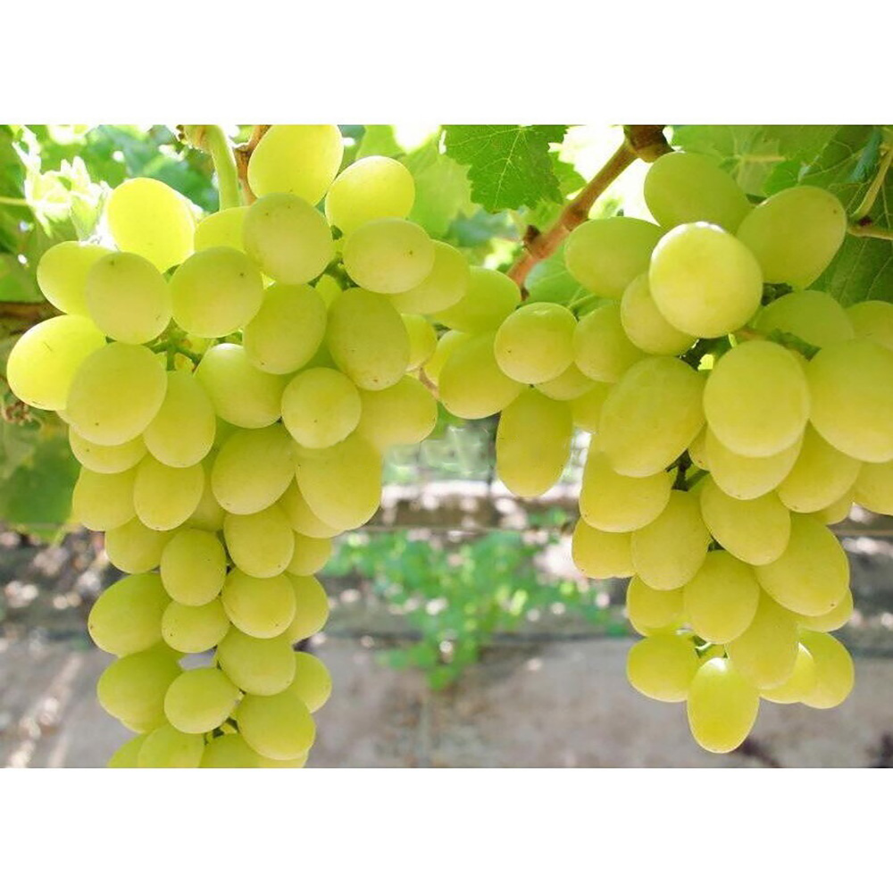 Виноград Дарья плодовый 1шт