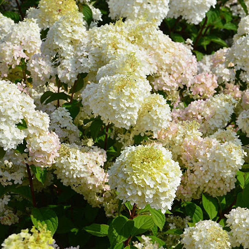 Гортензия метельчатая Диамантино С9.5 1шт/Hydrangea paniculata DIAMANTINO