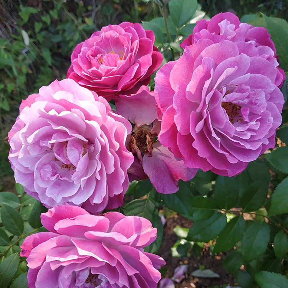 Роза Блю Эден 1шт грандифлора /12