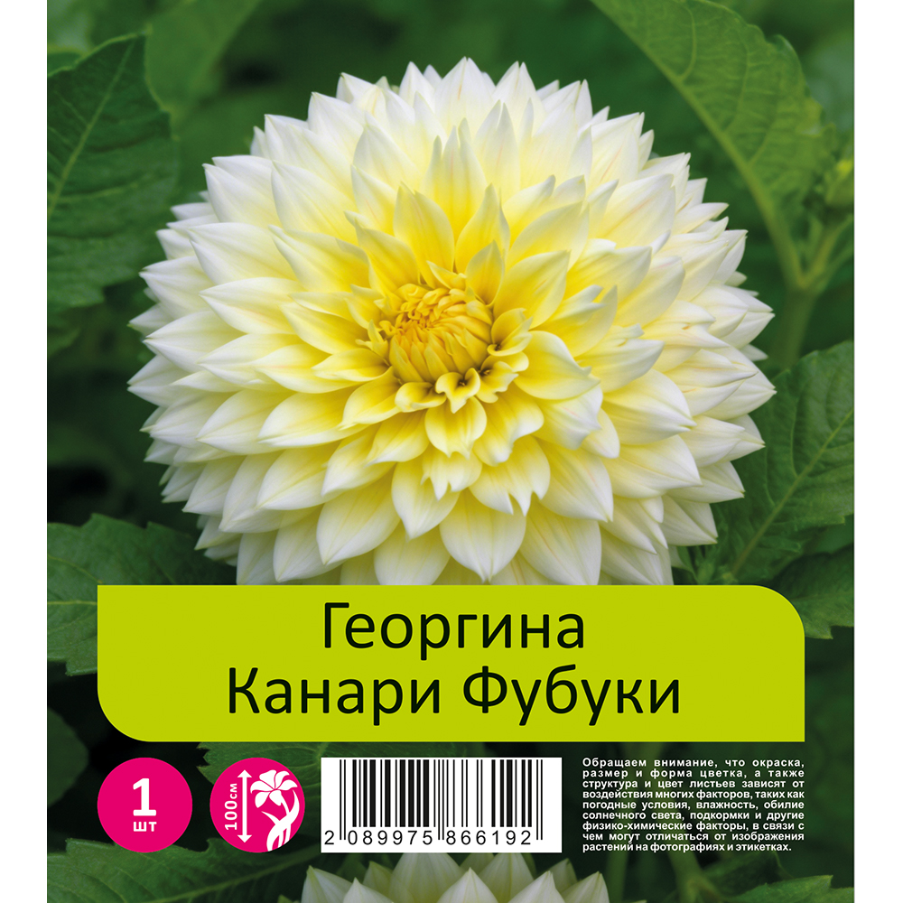 Георгина Канари Фубуки 1шт/ Dahlia Саnагу Fubuki 