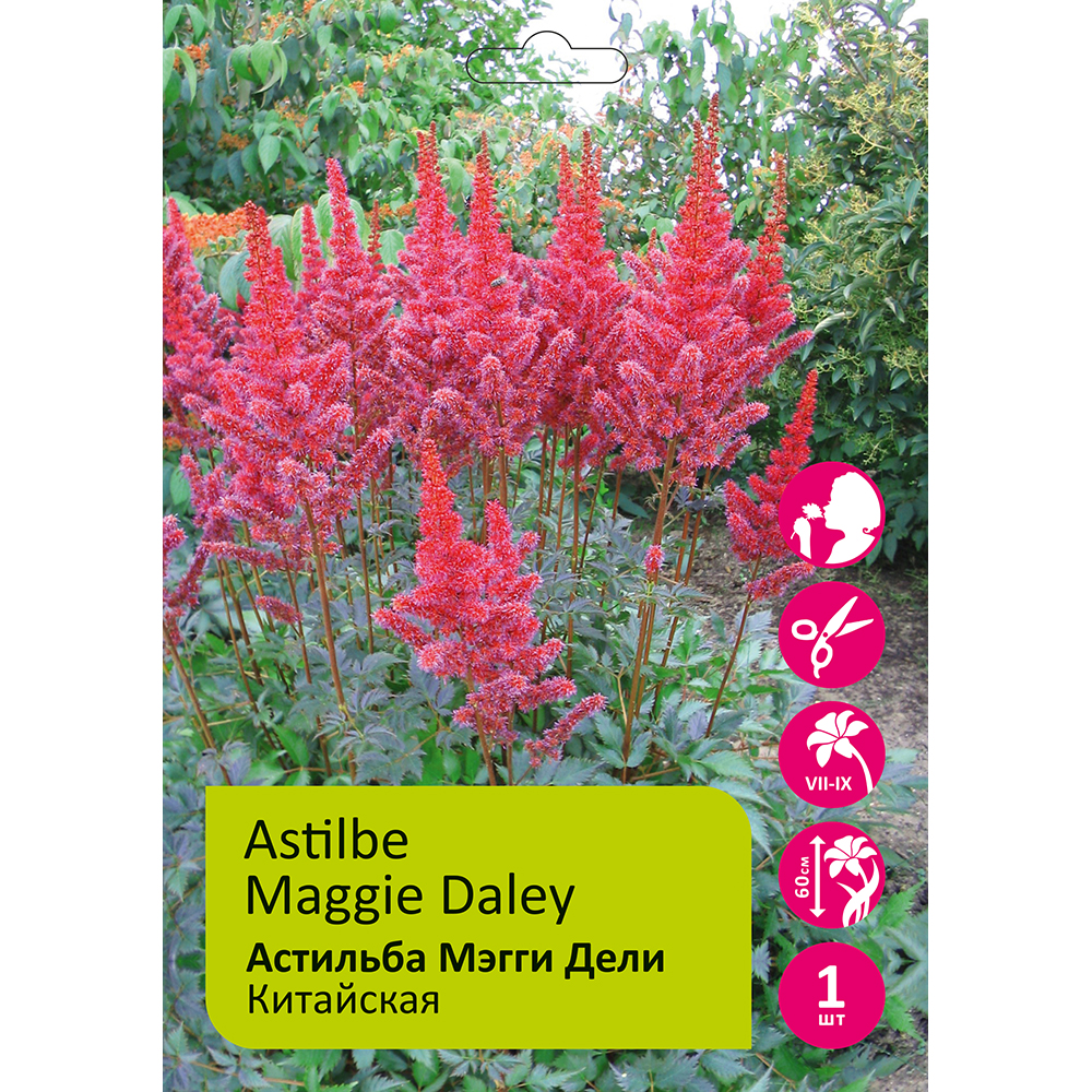 Астильба Мэгги Дели китайская 1шт 2/3 /Astilbe Maggie Daley