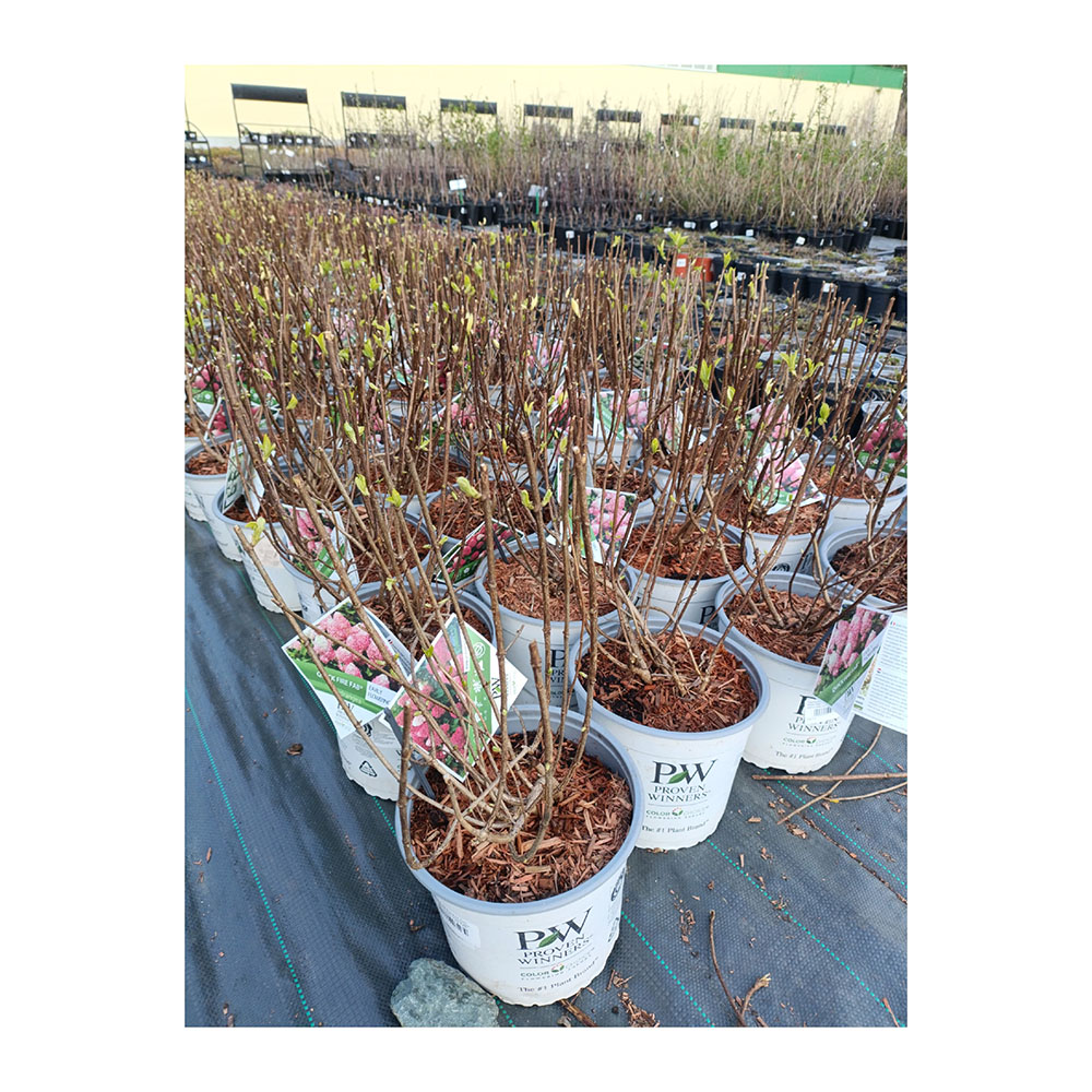 Гортензия метельчатая Квик Файр Фаб С5 1шт /Hydrangea paniculata QUICK FIRE FAB