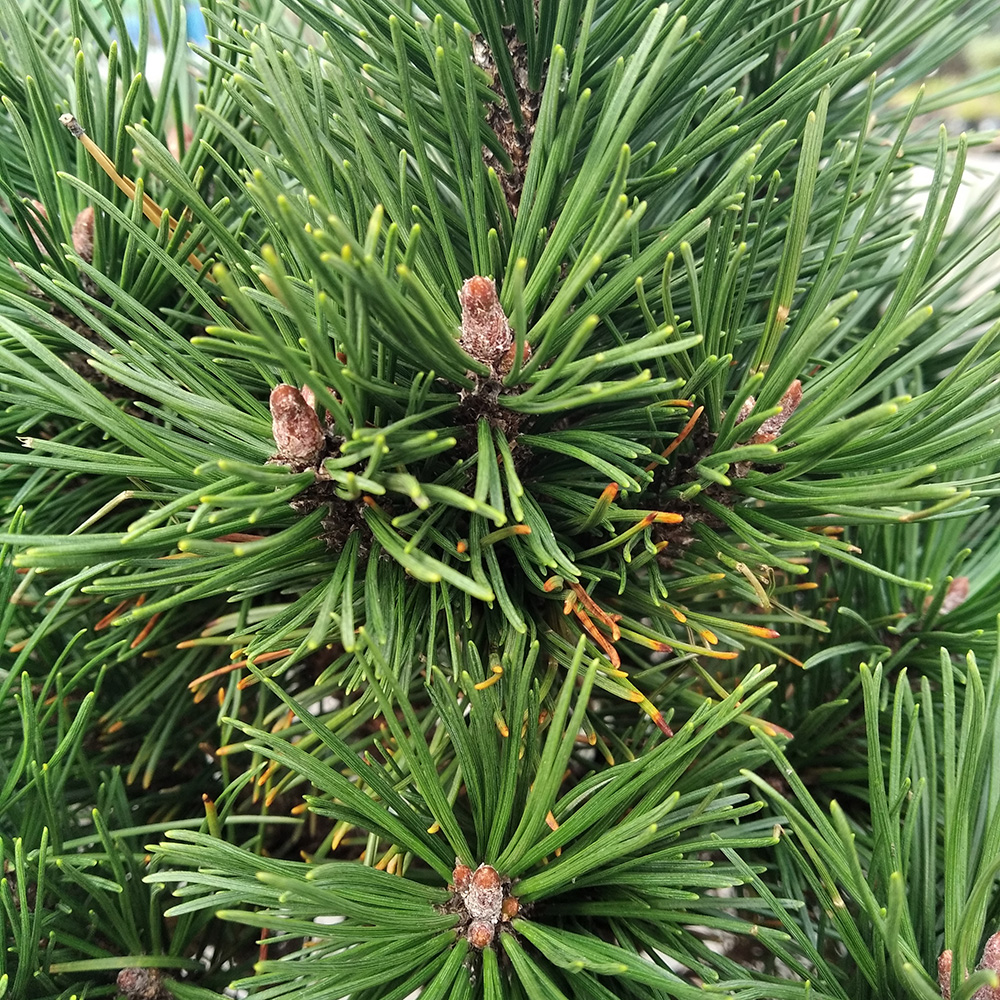 Сосна горная Гном Файндинг С10 (высота 30-40см) 1шт /Pinus mugo Gnom Finding