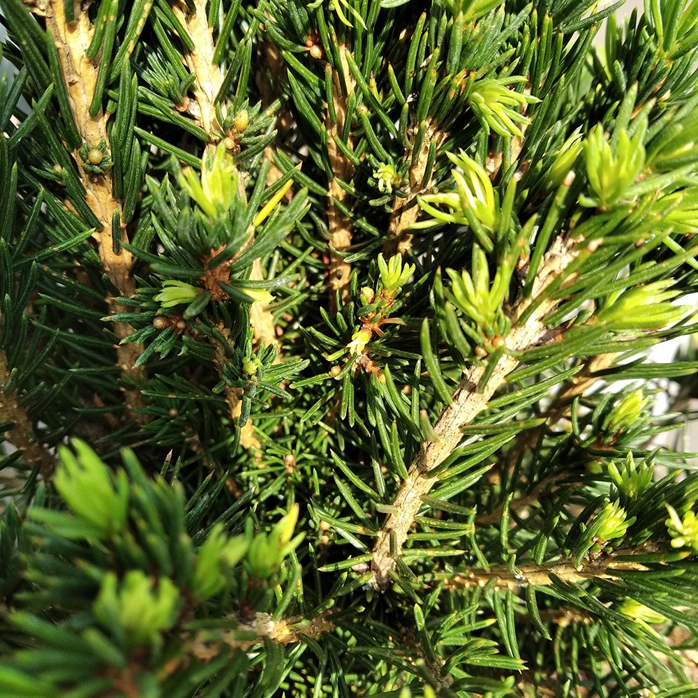 Ель обыкновенная Томпа С5 (высота 30-40см) 1шт /Picea abies Tompa