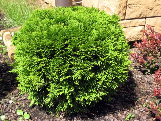 Туя западная Даника С10 1шт / Thuja occidentalis Danica