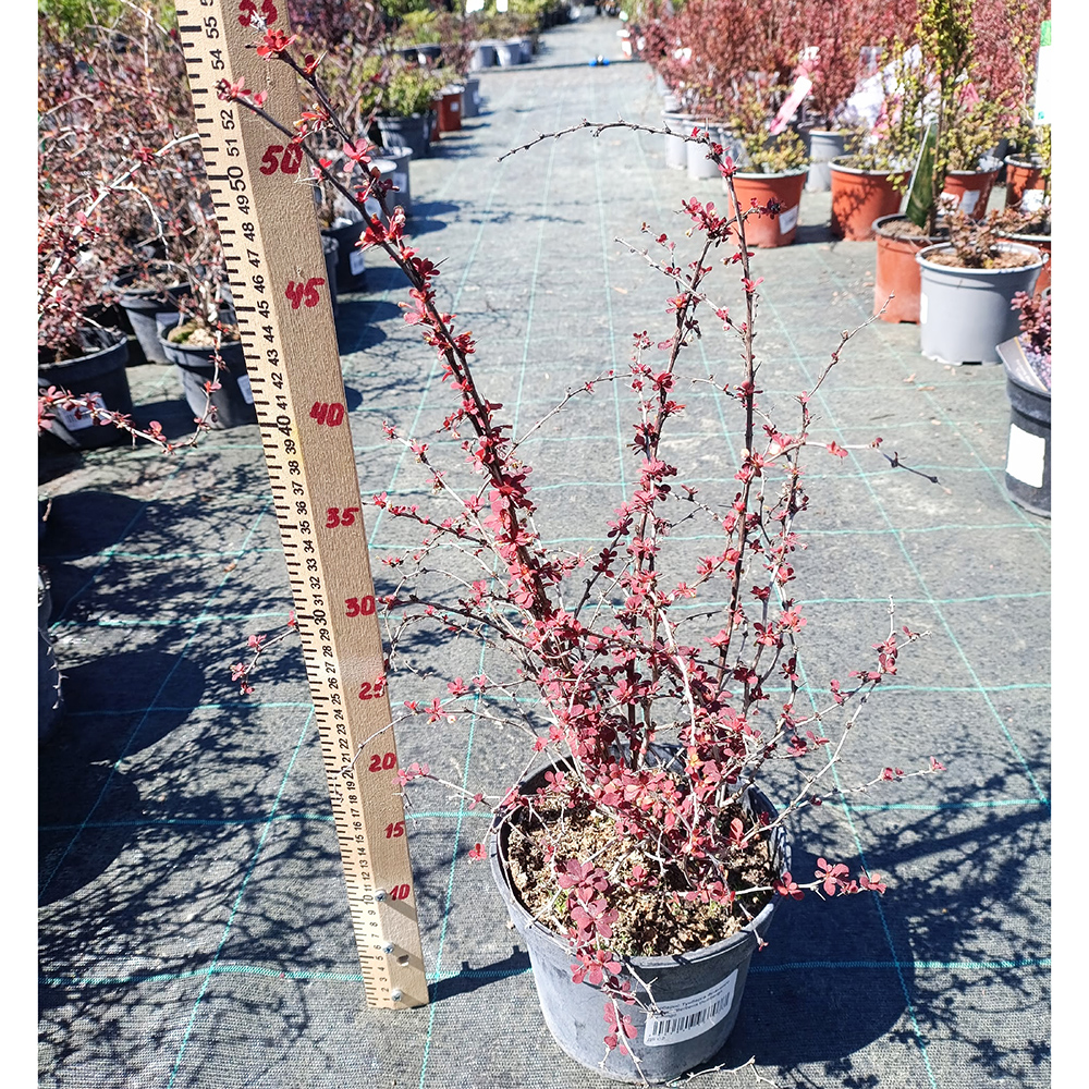 Барбарис Тунберга Фламинго С2 1шт /Berberis thunbergii Flamingo