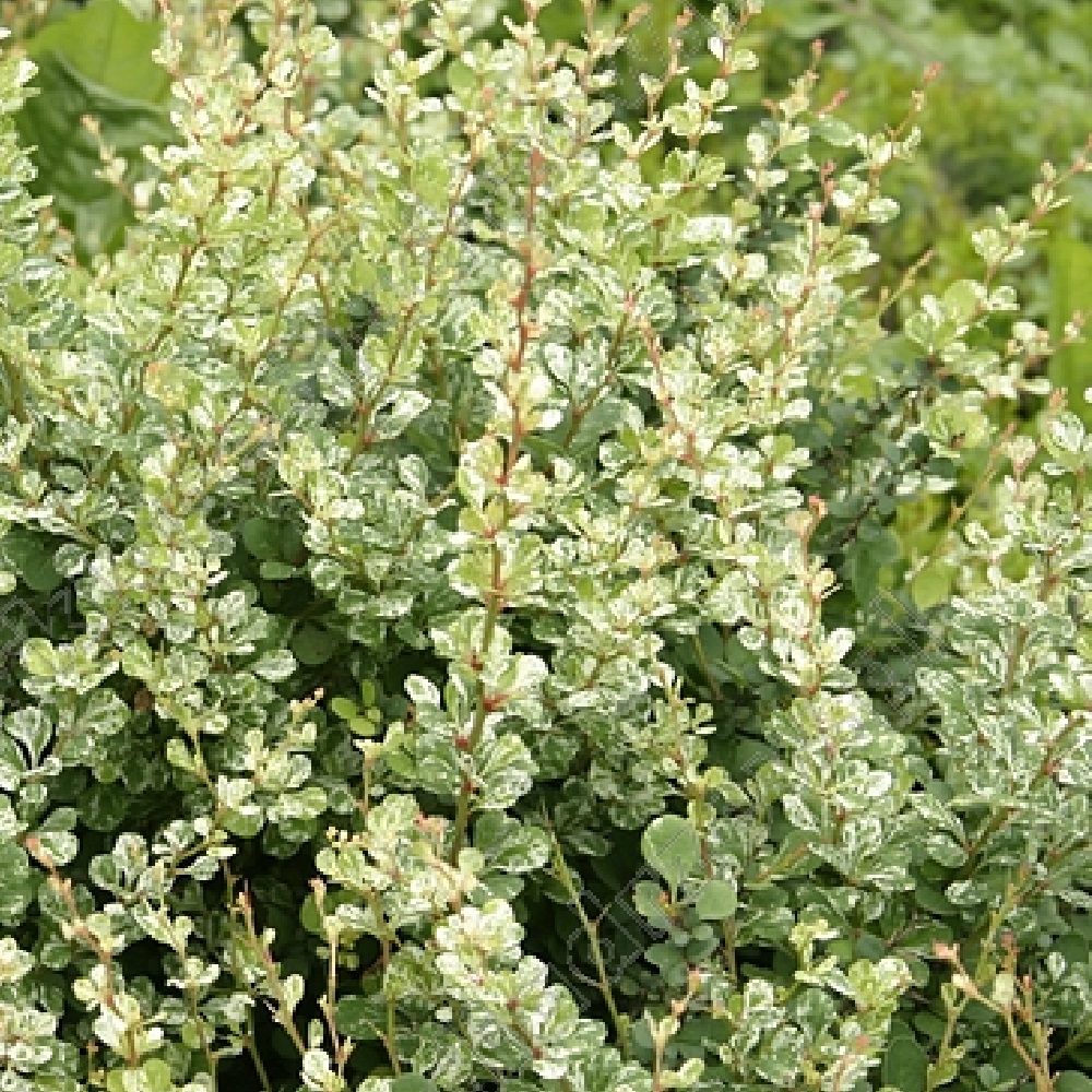 Барбарис Тунберга Оранж Альф С3 1 шт/Berberis thunbergii Orange Alf