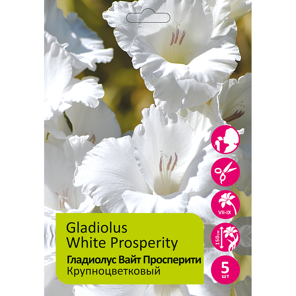 Гладиолус Вайт Просперити 5шт 12/14/Gladiolus White Prosperity