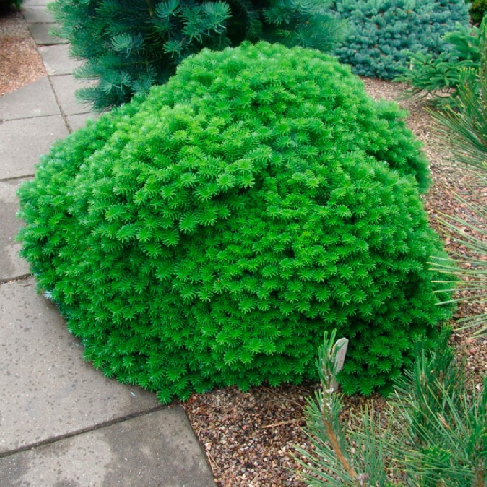 Пихта корейская Цис С2,5 (высота 15-20см) 1шт/Abies koreana Cis 
