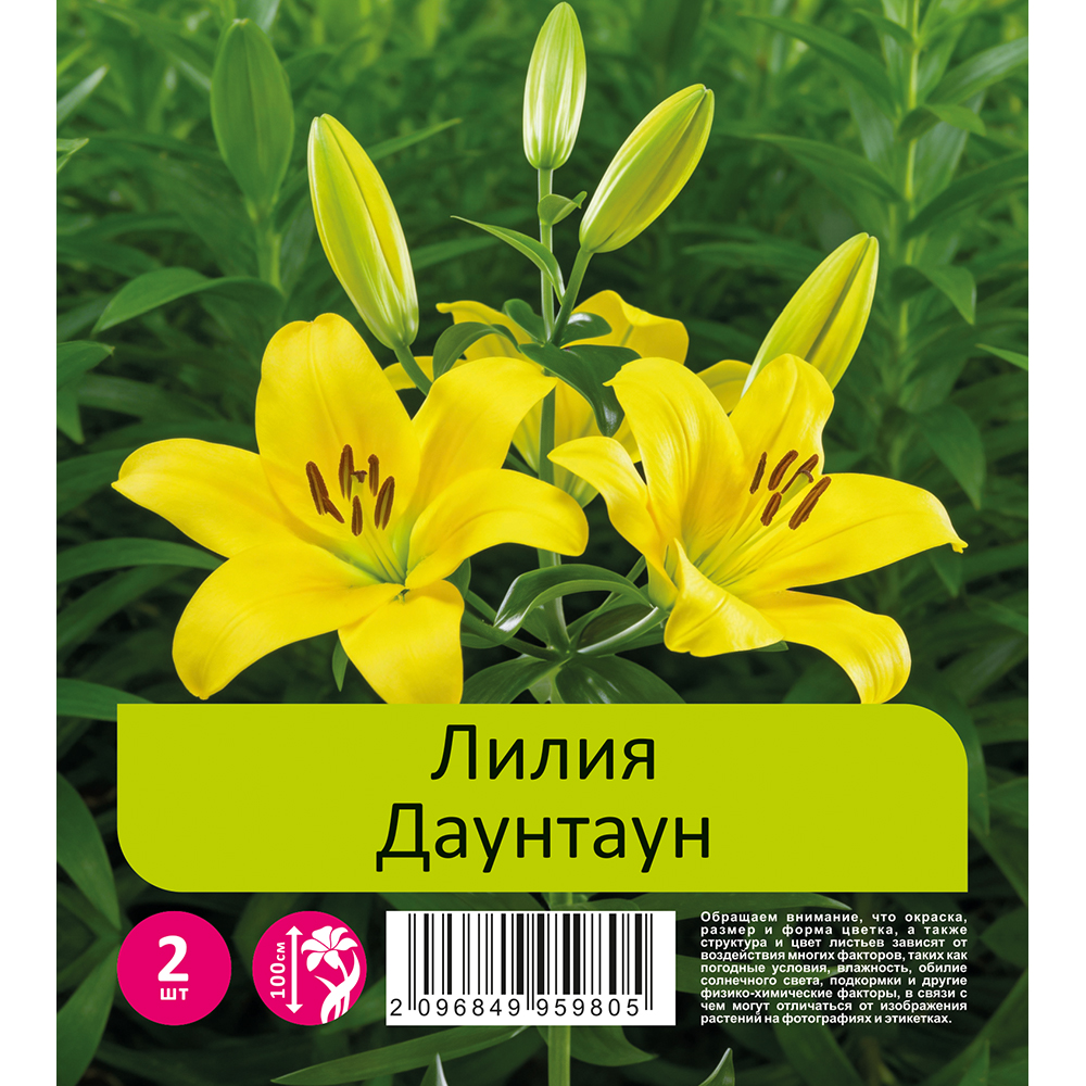 Лилия Даунтаун 2шт 18/20 ТА-гибрид /Lilium Downtown