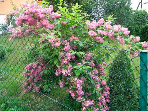 Дейция гибридная Строуберри Фиелдс С3 1шт/Deutzia hybrida  Strawberry Fields