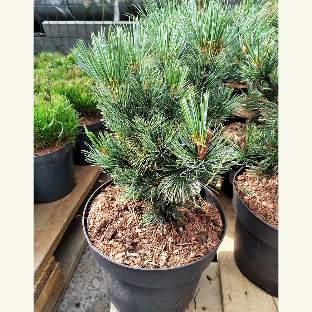 Сосна кедровая стланиковая Глоб С7 (высота 20-25см) 1шт /Pinus pumila Globe
