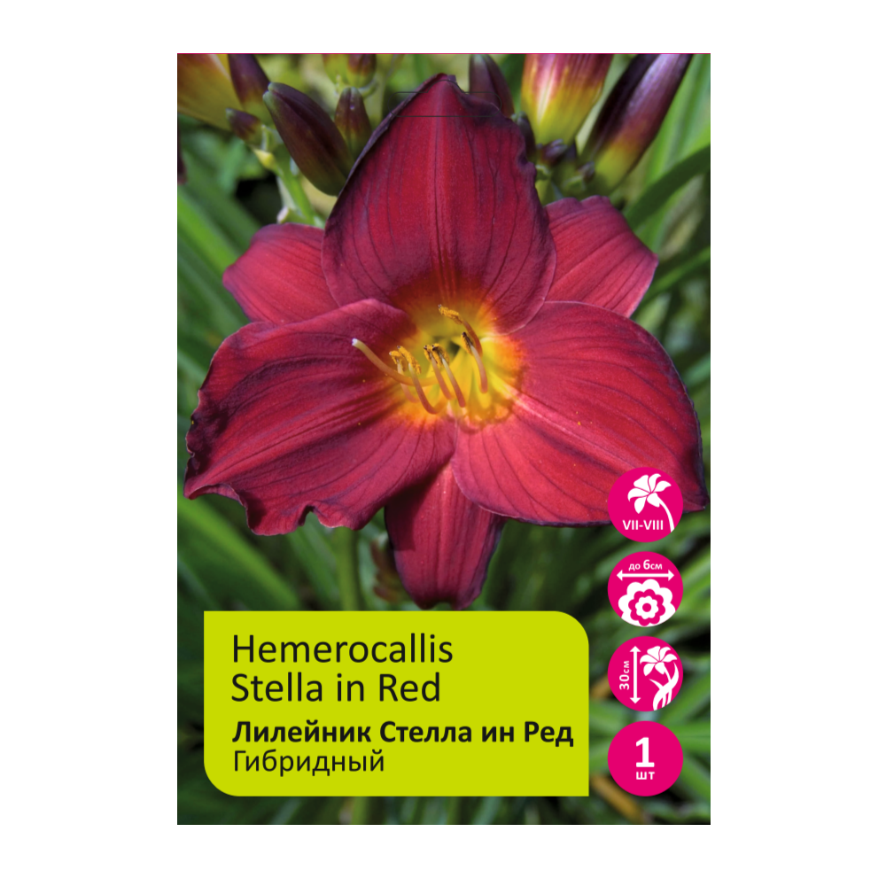 Лилейник Стелла ин Ред 1шт /Hemerocallis Stella in Red