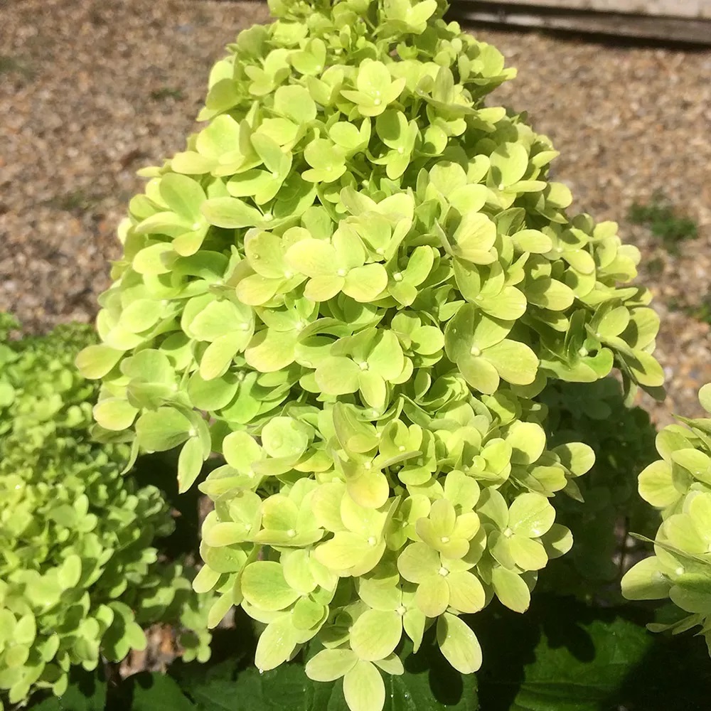 Гортензия метельчатая Мохито 1шт