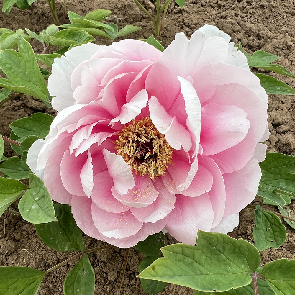 Пион древовидный Камелия восьми поколений 1шт/Paeonia Ba Qian Dai Chun (Ба Цянь Дай Чунь)