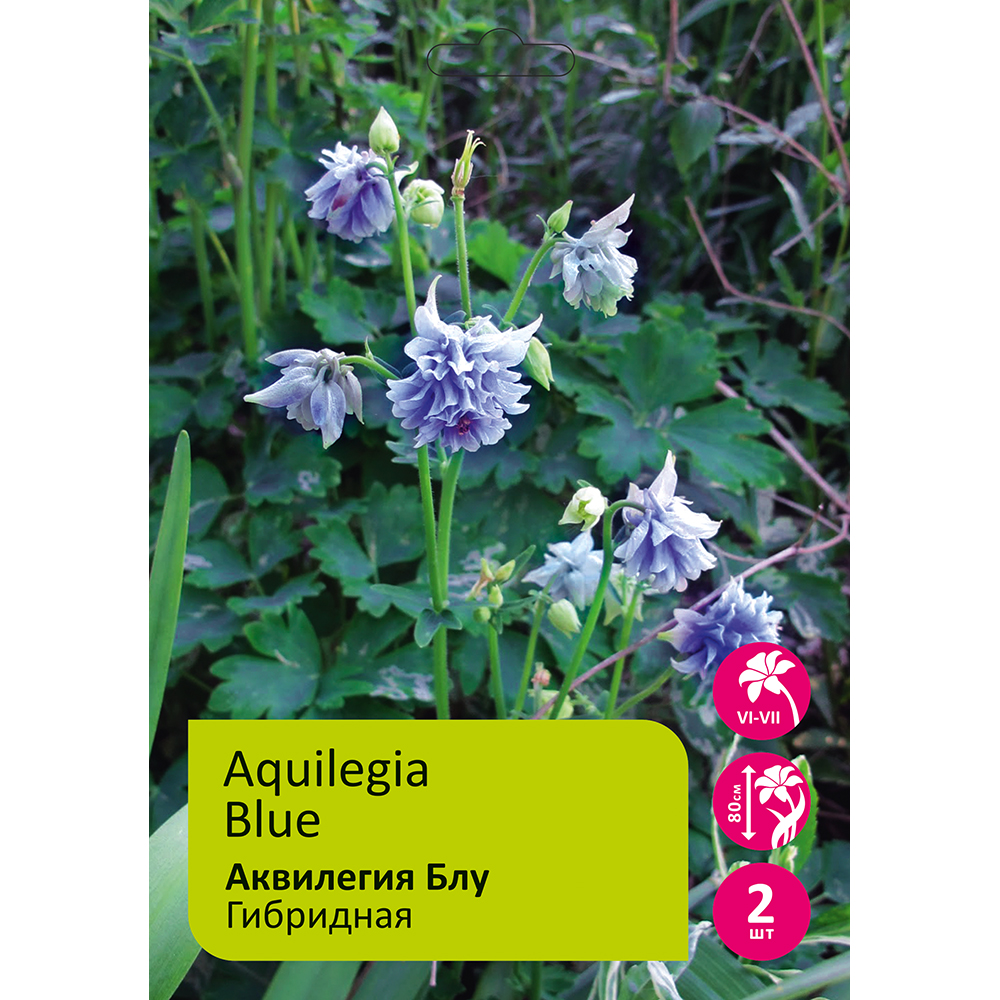 Аквилегия Блу 2шт/Aquilegia Blue