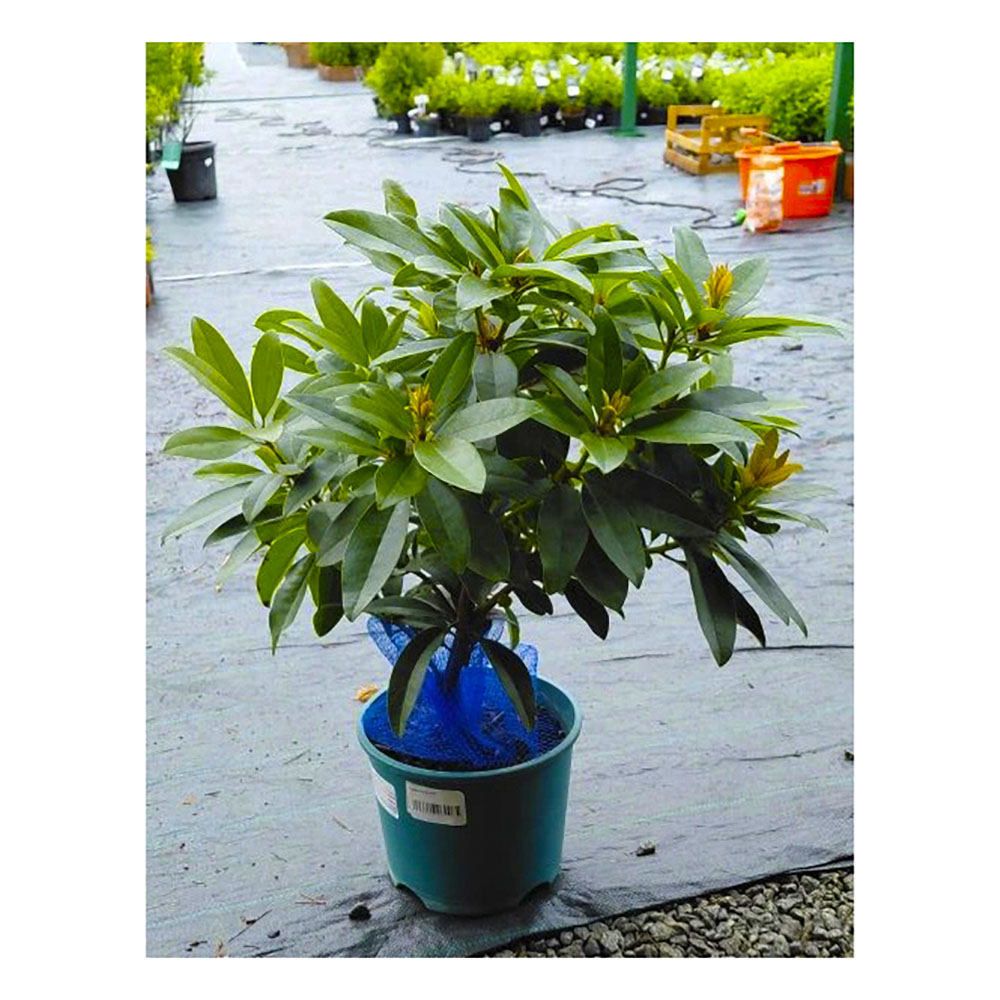 Рододендрон d18 (12л)