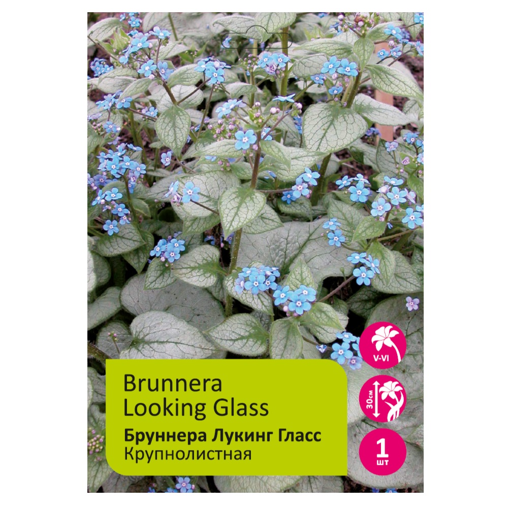 Бруннера Лукинг Гласс 1шт /Brunnera Looking Glass