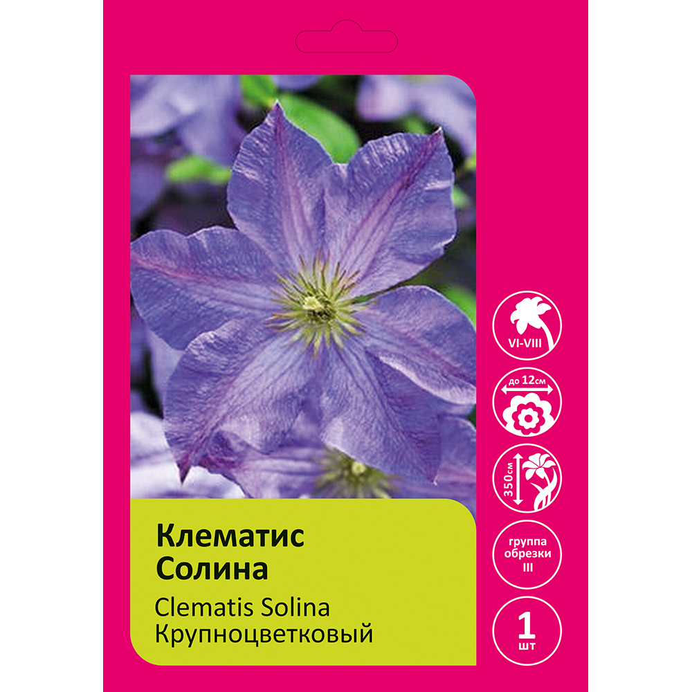 Клематис Солина 1шт гр.обрезки 3 /Clematis Solina