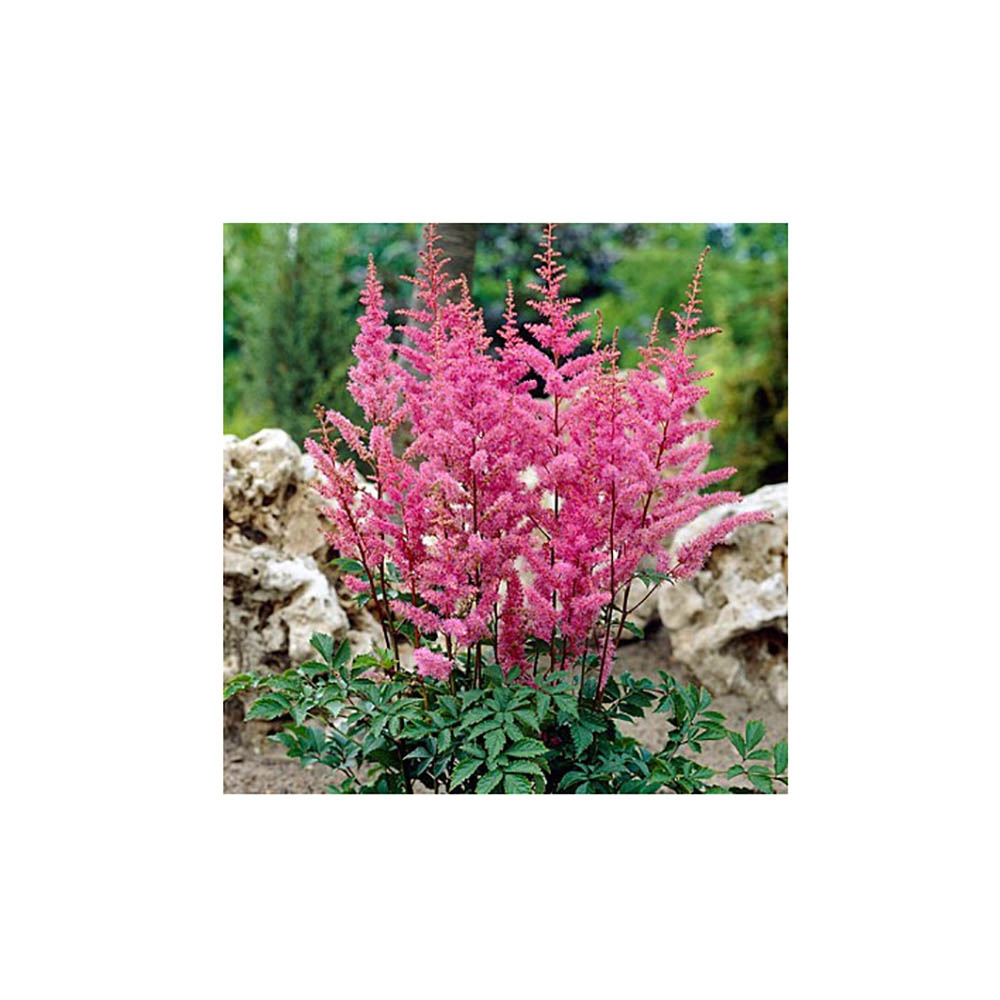 Астильба Арендса Аметист Р9 1шт/Astilbe arendsii Amethyst