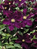 Клематис Варшавска Найк 1шт гр.обрезки 2 / Clematis Warszawska Nike